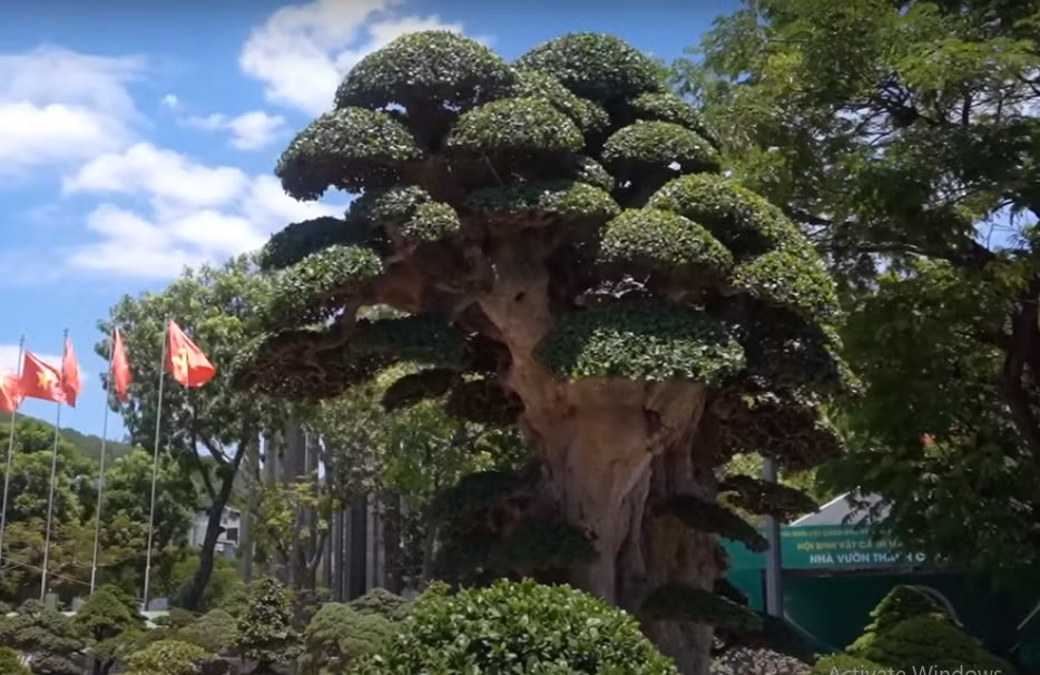 Anh Toàn mua cây duối này từ một người bạn với giá 900 triệu đồng cách đây 4 năm.