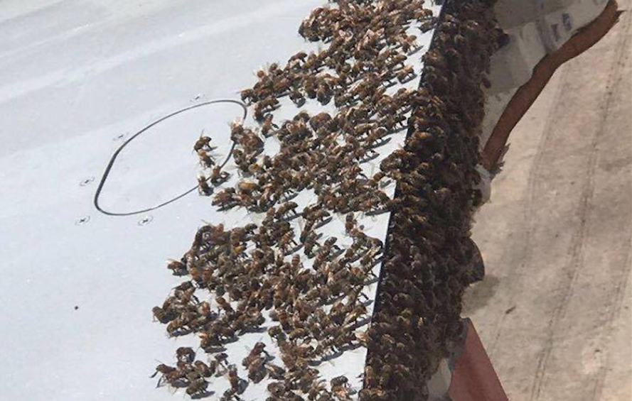 Một nam hành khách mang theo hàng ngàn con ong mật lên chuyến bay của hãng American Airlines từ Dallas (Mỹ) đi Frankfurt (Đức) khiến chuyến bay bị hoãn lại. Ảnh: BI