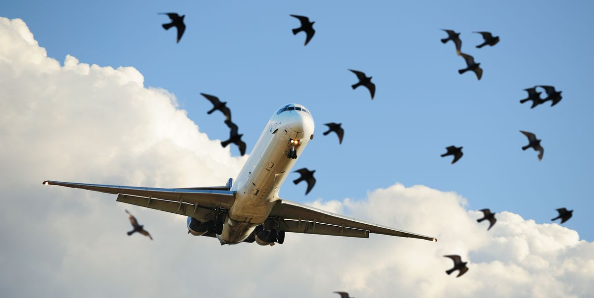 Theo Yourmileagemayvary, đã có hơn một máy bay phải hạ cánh khẩn cấp ngay sau khi cất cánh vì va phải một con chim (hoặc con chim đâm vào máy bay). Ảnh: Popular Mechanics