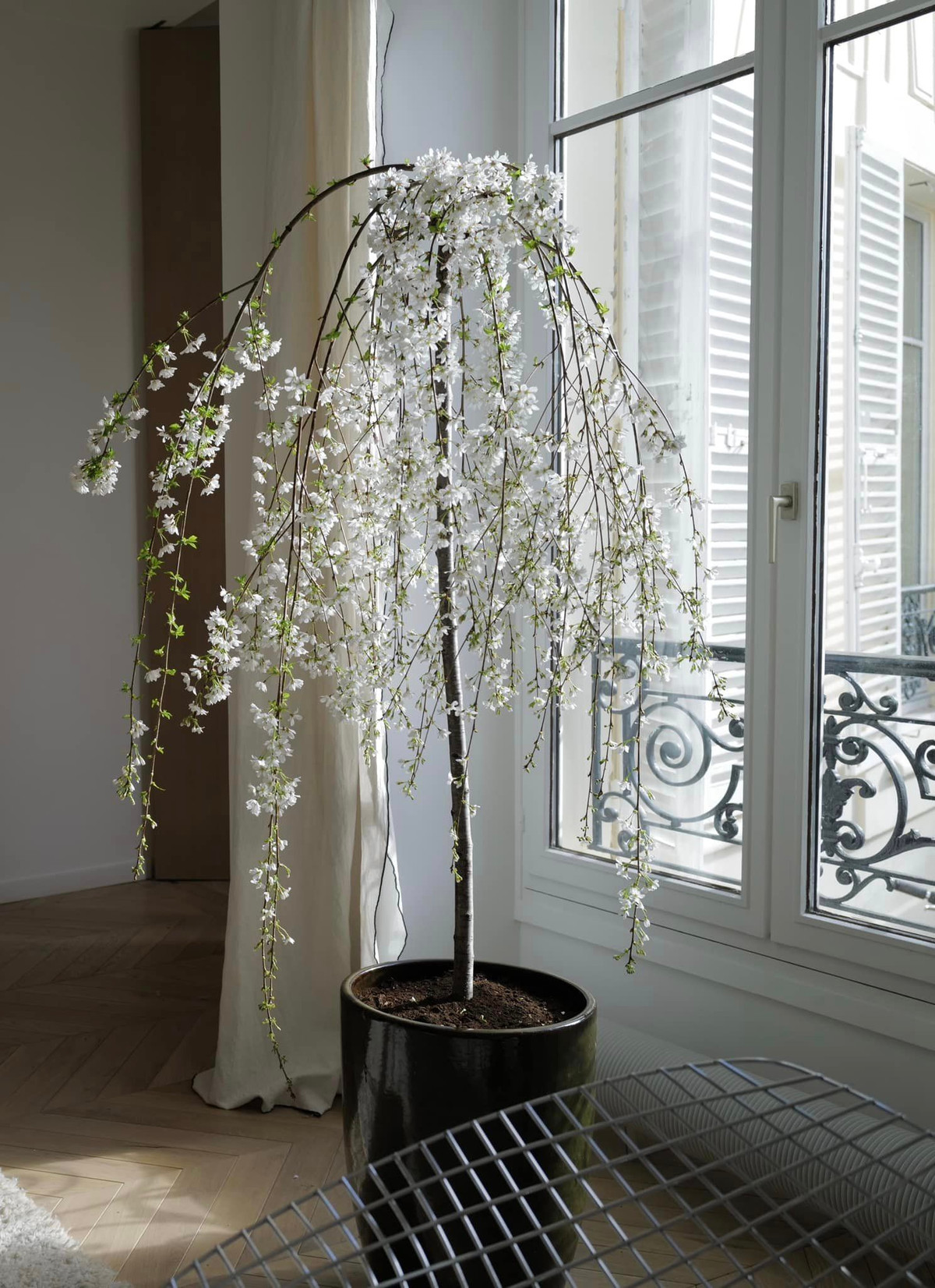 Trong phòng có một cây hoa màu trắng, rũ mềm mại rất xinh xắn.