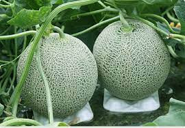 Ở giai đoạn kết trái, chỉ 2-3 quả trên một cây được giữ lại. Một tuần sau, chỉ duy nhất quả có hình dáng đẹp nhất được giữ lại trên cây. Ảnh: Japan Times