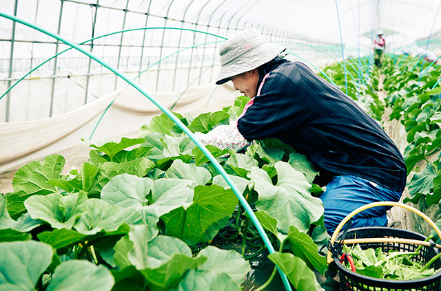 Bên trong khu vườn còn trang bị điều hòa không khí và lò sưởi giúp duy trì nhiệt độ ổn định cả năm. Ảnh: Web-Japan