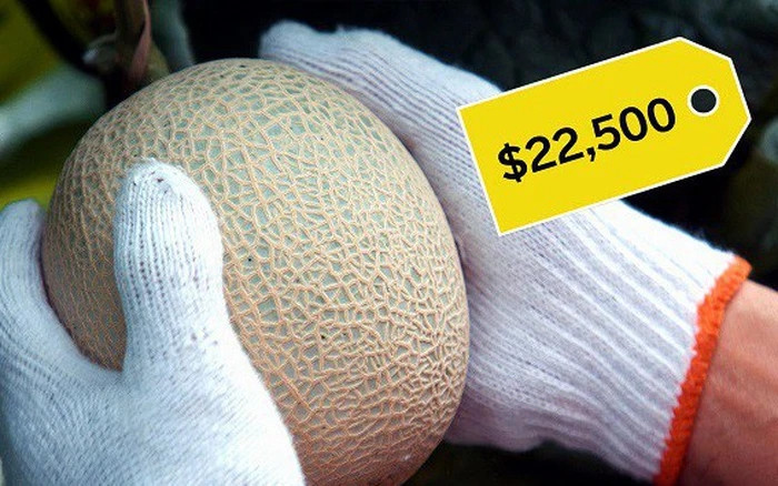 Người Nhật sẽ xác định mức giá dựa vào vẻ đẹp của những đường rãnh trên vỏ. Do đó, những quả dưa còn thường được người trồng mát-xa bằng tay và đánh bóng thủ công. Ảnh: BI