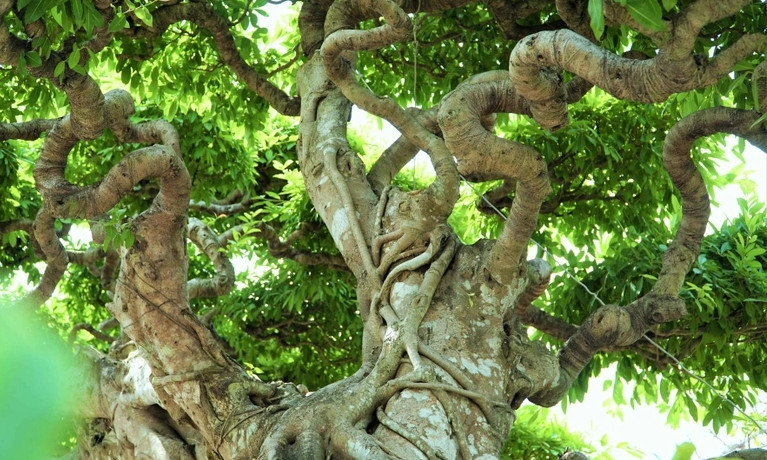 Các tay cành được chỉnh sửa để có được dáng hình uốn lượn cầu kỳ. Ảnh: Dân trí