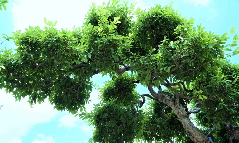 Phần ngọn của cây sộp cổ thụ khỏe mạnh và phóng khoáng. Ảnh: Dân trí