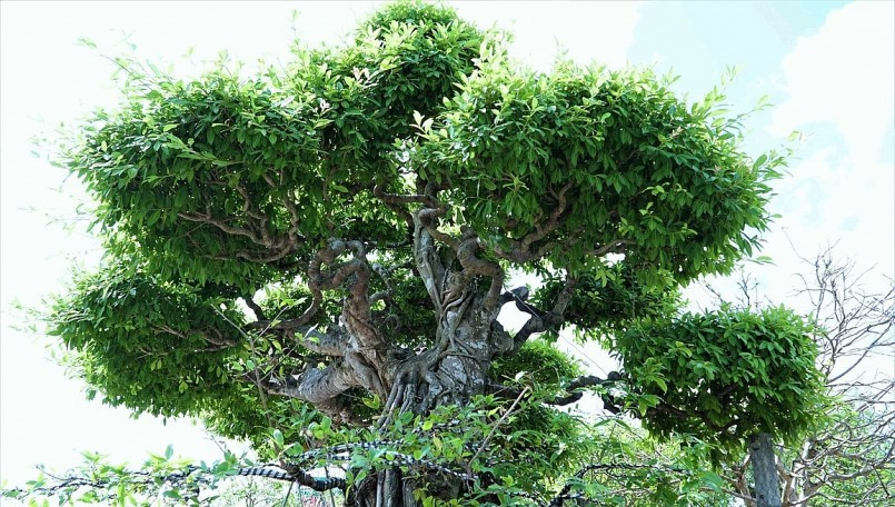 Điểm đặc biệt là cấu trúc của cây tương tự như một con rồng uốn lượn chuẩn bị bay lên bầu trời. Ảnh: Thuonghieusanpham