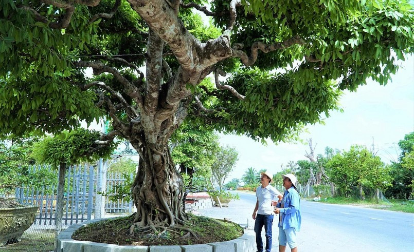 Giá trị cây sộp được gia chủ định giá khoảng 5 tỷ đồng. Trước đó, có người đã trả 3 tỷ nhưng anh chưa bán. Ảnh: Thuonghieusanpham