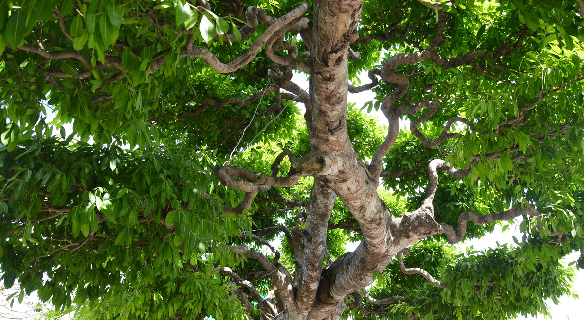 Thân cây có chiều dài 12 mét uốn lượn đẹp mắt. Ảnh: Dân Việt