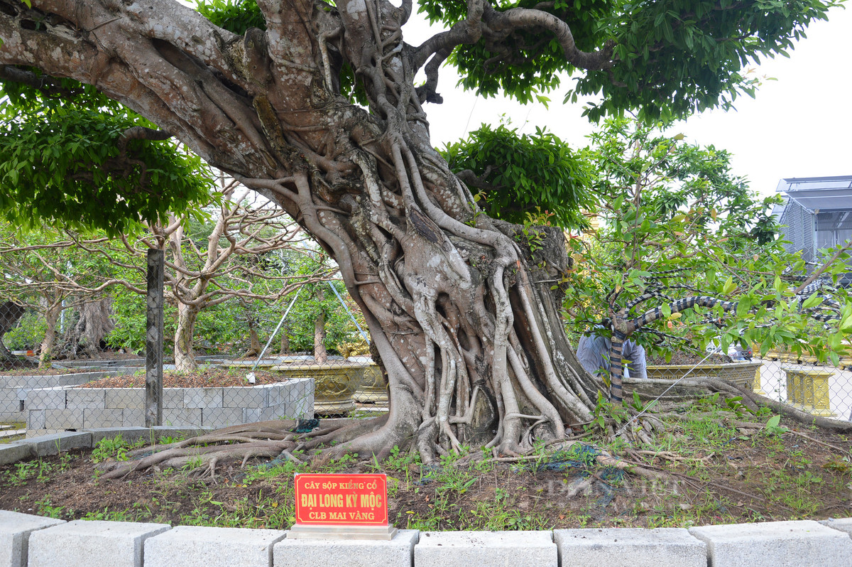 Phần gốc cây sộp cổ thụ có chu vi gần 4m, nổi gân múi xù xì đậm chất cổ kính. Ảnh: Dân Việt
