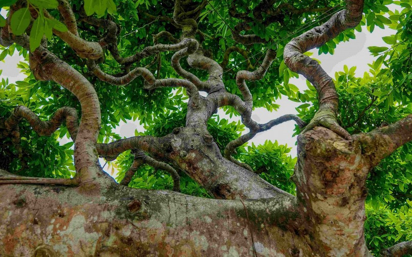 Nhiều vị khách như bị thôi miên bởi dáng thế độc lạ của cây sộp trăm tuổi. Ảnh: Thuonghieusanpham