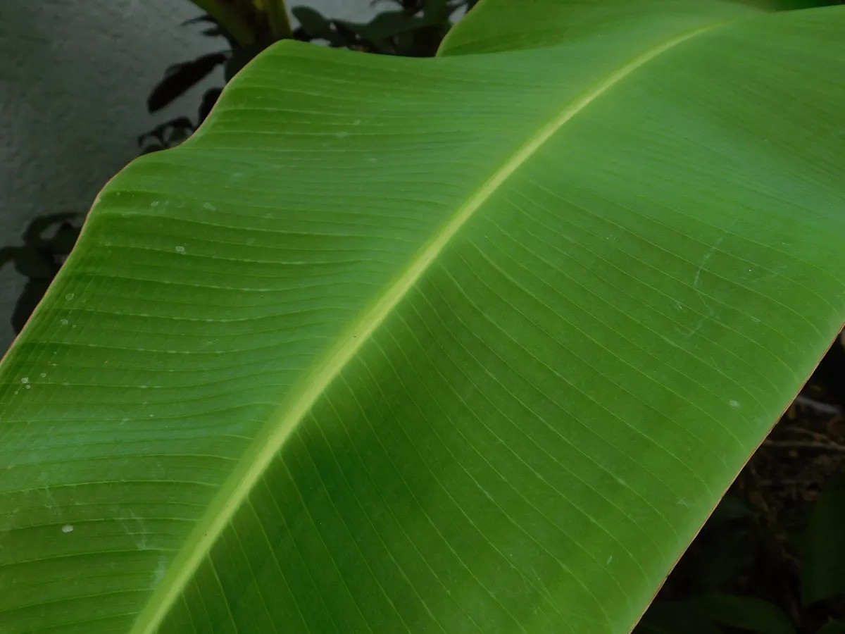 Trên trang eBay, các loại lá chuối phong phú hơn, giá nhỉnh hơn so với trang Amazon. Hai tàu lá chuối xuất xứ từ Trung Quốc trên eBay giá 20 USD (tương đương hơn 450.000 đồng), chưa tính phí vận chuyển. Ành: eBay