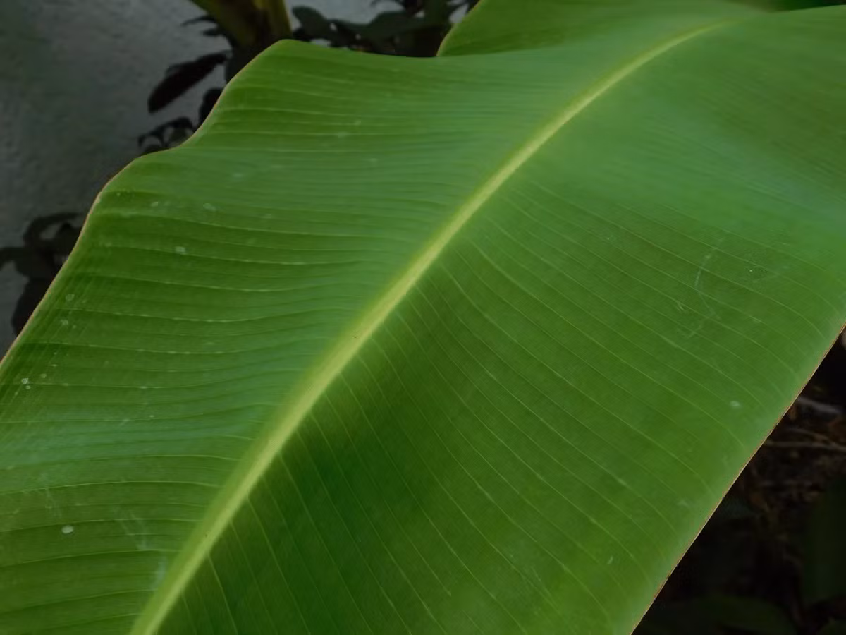 Trên trang eBay, các loại lá chuối phong phú hơn, giá nhỉnh hơn so với trang Amazon. Hai tàu lá chuối xuất xứ từ Trung Quốc trên eBay giá 20 USD (tương đương hơn 450.000 đồng), chưa tính phí vận chuyển. Ành: eBay