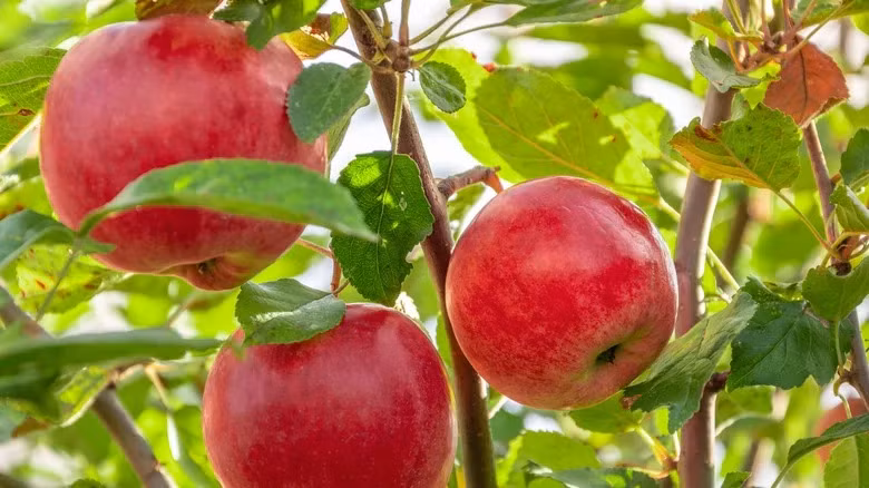 Táo Sekai-Ichi có thể nặng tới 2 pound (0,9 kg) trong khi một quả táo thông thường trung bình nặng khoảng 0,2 kg. Ảnh: Mashed