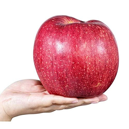 Đến thời điểm thu hoạch, táo Sekai Ichi còn được cẩn thận rửa sạch bằng mật ong, lọc ra những quả có chất lượng tốt nhất. Ảnh: Getty