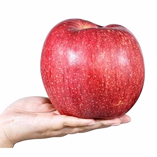 Đến thời điểm thu hoạch, táo Sekai Ichi còn được cẩn thận rửa sạch bằng mật ong, lọc ra những quả có chất lượng tốt nhất. Ảnh: Getty