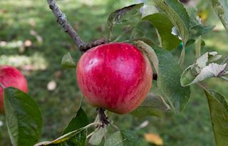 Hơn nữa, táo Sekai-Ichi rất khó trồng. Tại Nhật Bản, cây táo Sekai-Ichi được thụ phấn và chăm sóc bằng tay. Công đoạn này đòi hỏi người làm vườn sự khéo léo và tỉ mỉ. Ảnh: TasteAtlas