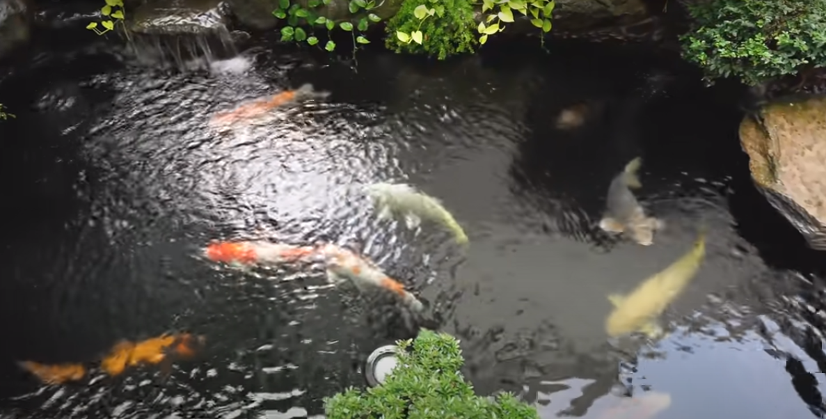 Mỗi cây tùng có giá 2 tỷ đồng và mỗi con cá Koi khoảng 200 triệu đồng. Ước tính hồ cái Koi trong vườn trị giá khoảng 2 tỷ đồng.