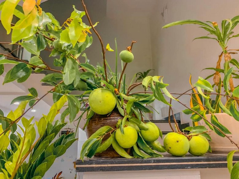 Dù giá cành quả thị khá đắt nhưng khách hàng vẫn nhiệt tình mua, thậm chí còn không mặc cả. Ảnh: Facebook