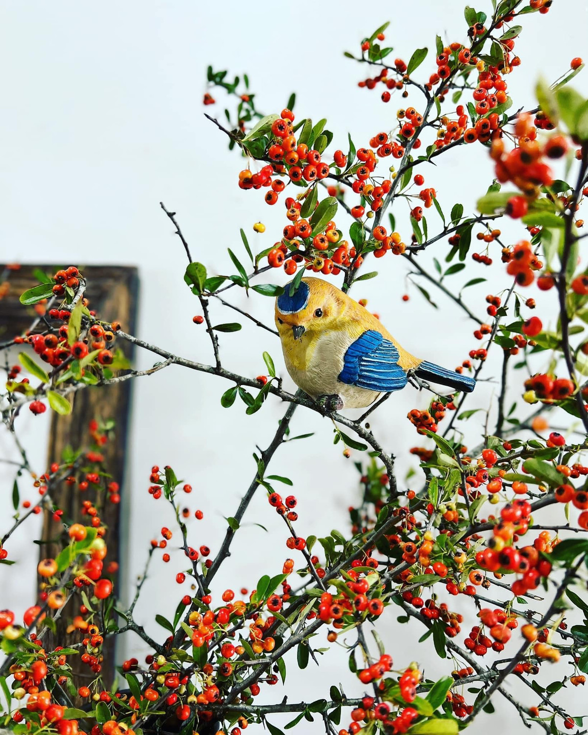 Để quả tươi và bền, khi cắm táo gai nên bỏ hết lá, để quả, cắt chéo cành, phun nước lên cành hàng ngày. Ảnh: FB Nguyễn Bích Thảo