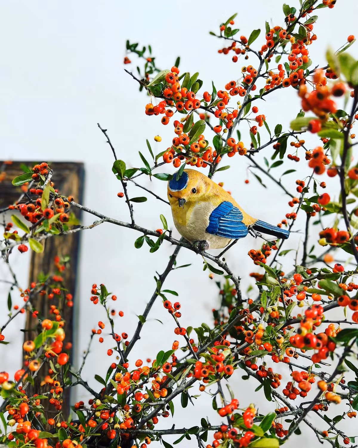 Để quả tươi và bền, khi cắm táo gai nên bỏ hết lá, để quả, cắt chéo cành, phun nước lên cành hàng ngày. Ảnh: FB Nguyễn Bích Thảo