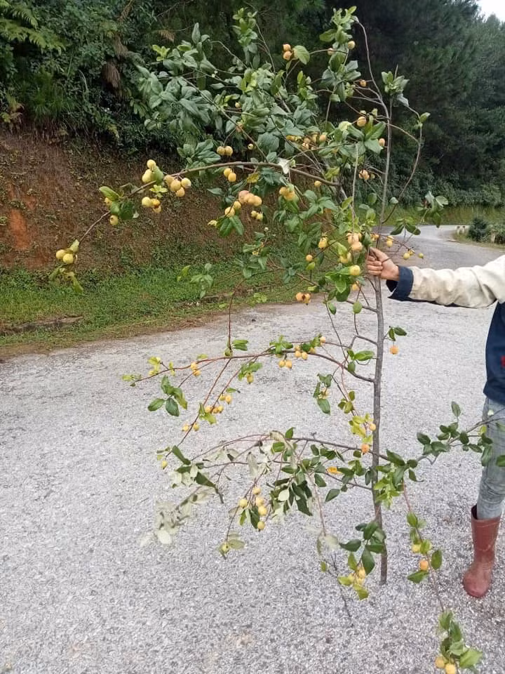 Trong khi đó, cành to giá từ 220.000 -500.000 đồng/cành. Ảnh: Facebook