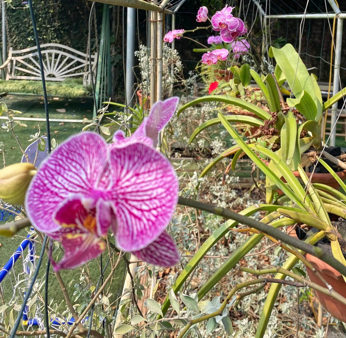 Đủ các loại khoe sắc trong khu vườn.