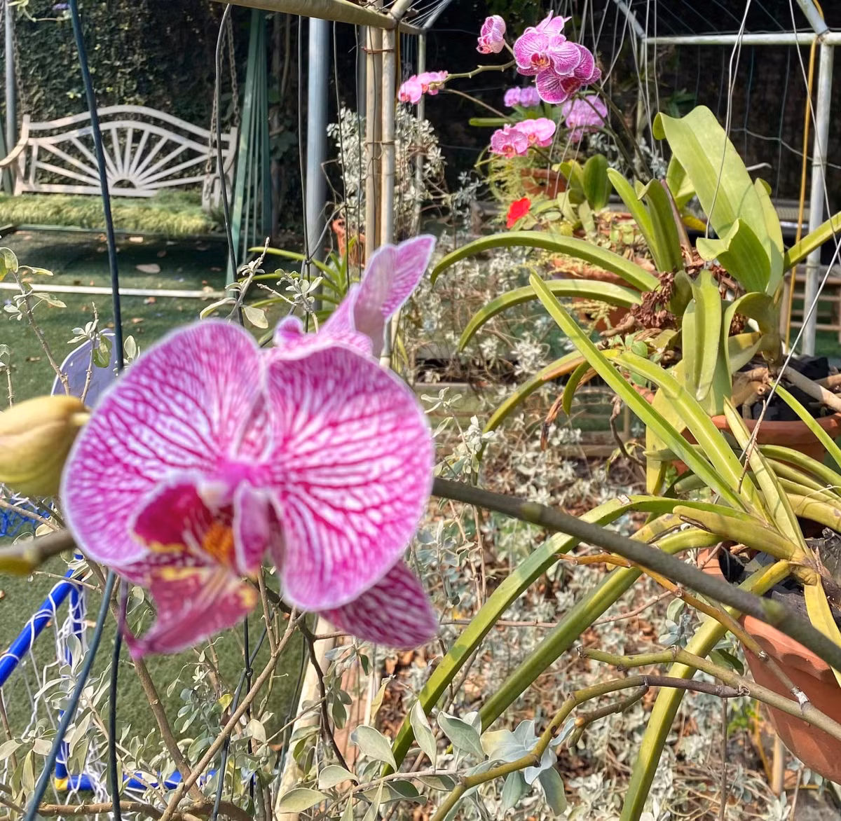 Đủ các loại khoe sắc trong khu vườn.