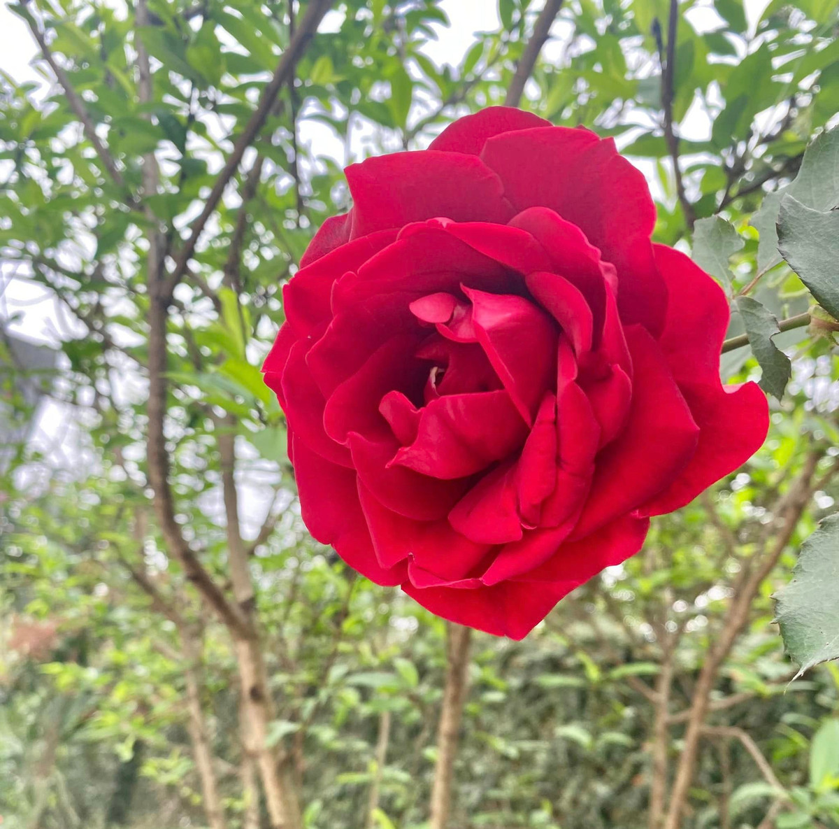 NSND Thanh Hoa rất thích công việc chăm sóc cây cối sau những giờ hoạt động nghệ thuật.