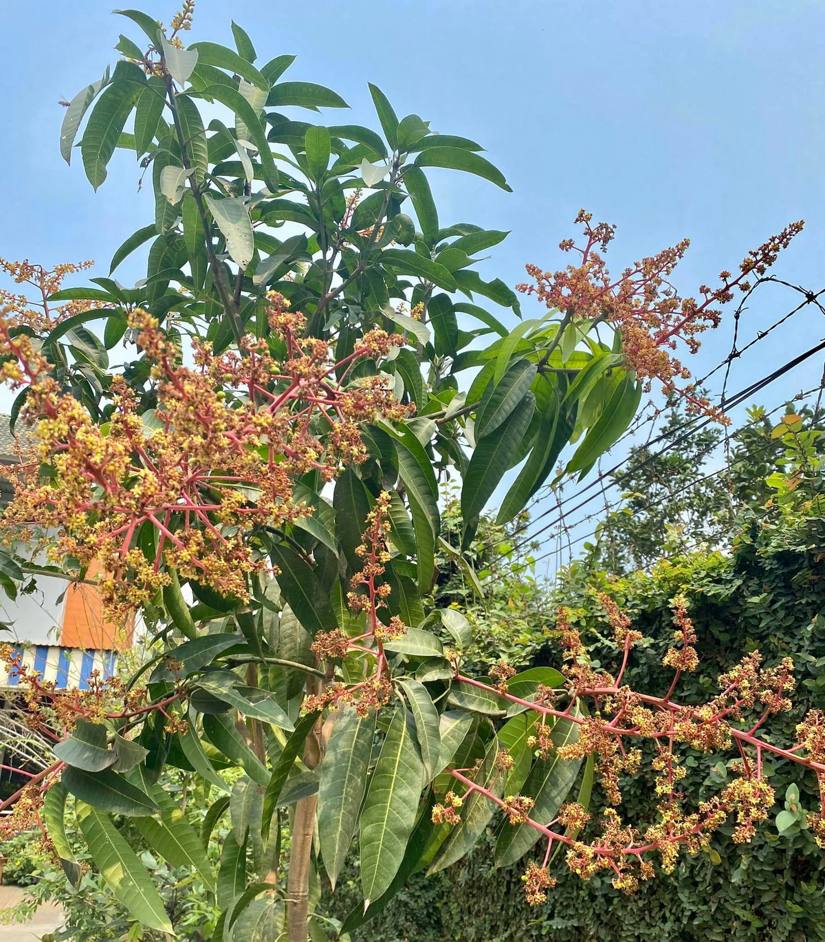 Đầu tháng 3, cây xoài bắt đầu cho hoa và chuẩn bị kết trái.