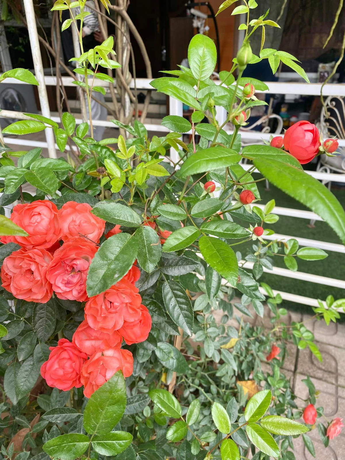 Trong vườn nhà nữ nghệ sĩ, đủ các loại hoa bung nở và đua nhau khoe sắc.