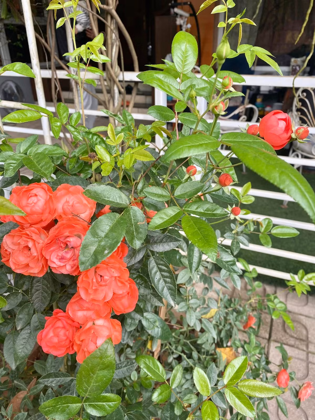 Trong vườn nhà nữ nghệ sĩ, đủ các loại hoa bung nở và đua nhau khoe sắc.