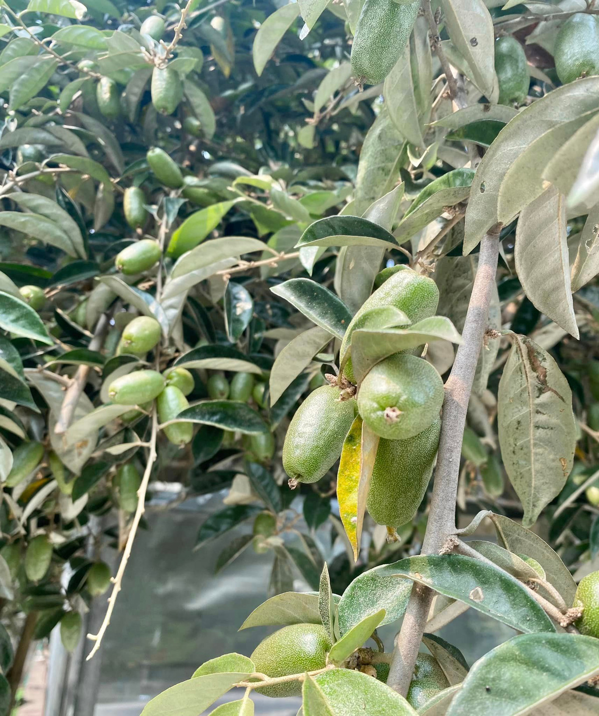 Cây nhót trong vườn cho tới hàng nghìn trái. Nguồn ảnh: FBNV