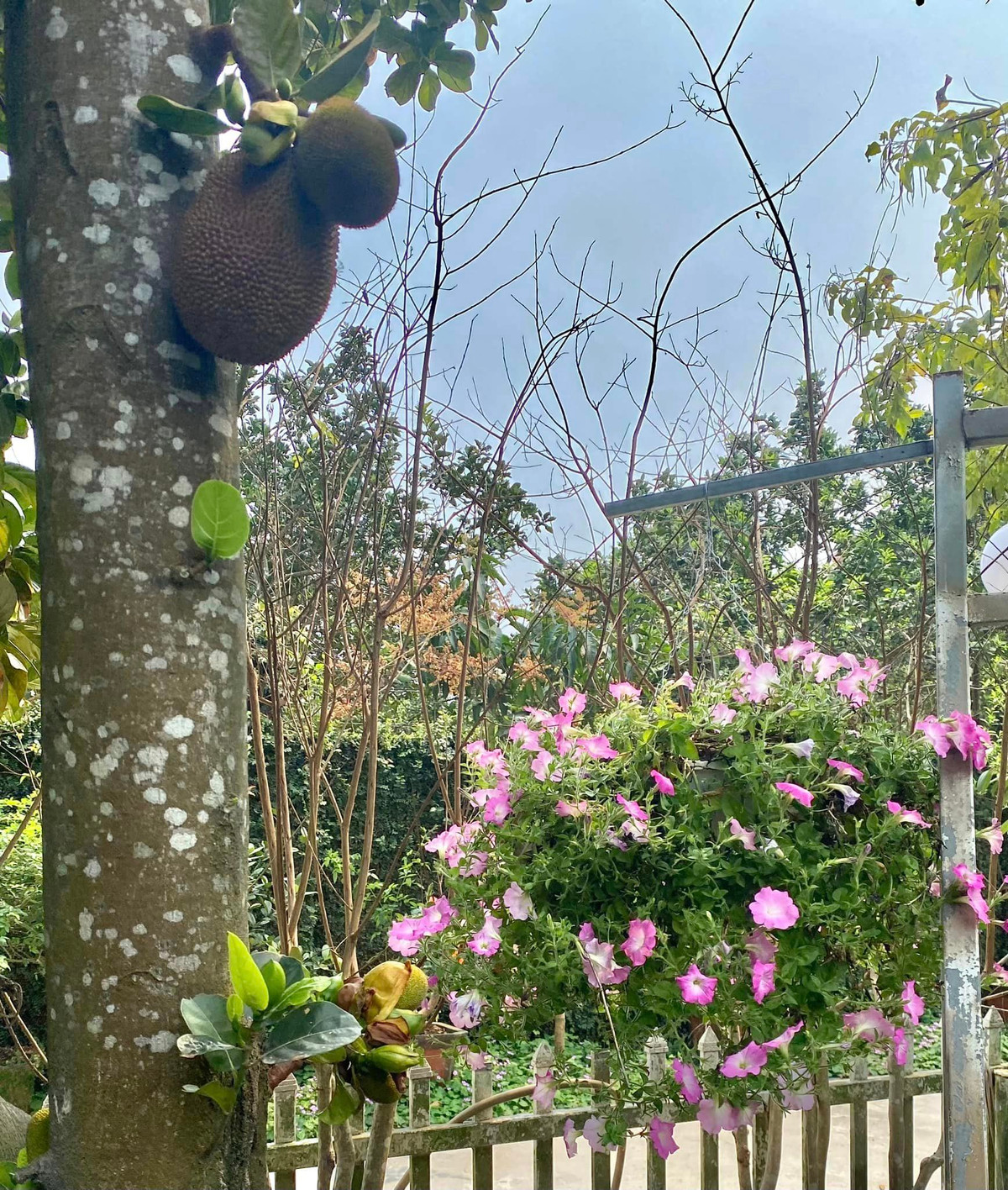 Ngoài hoa, NSND Thanh Hoa còn trồng nhiều cây ăn trái như hồng xiêm, xoài, nhãn, mít...