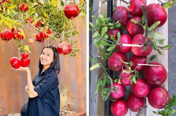 Trong vườn, Dương Mỹ Linh tự tay trồng và chăm sóc các loại cây ăn trái, rau sạch và hoa.