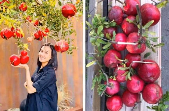 Trong vườn, Dương Mỹ Linh tự tay trồng và chăm sóc các loại cây ăn trái, rau sạch và hoa.