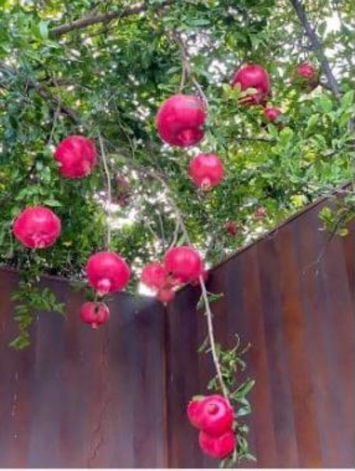 Cây lựu chín đỏ và sai trĩu quả.