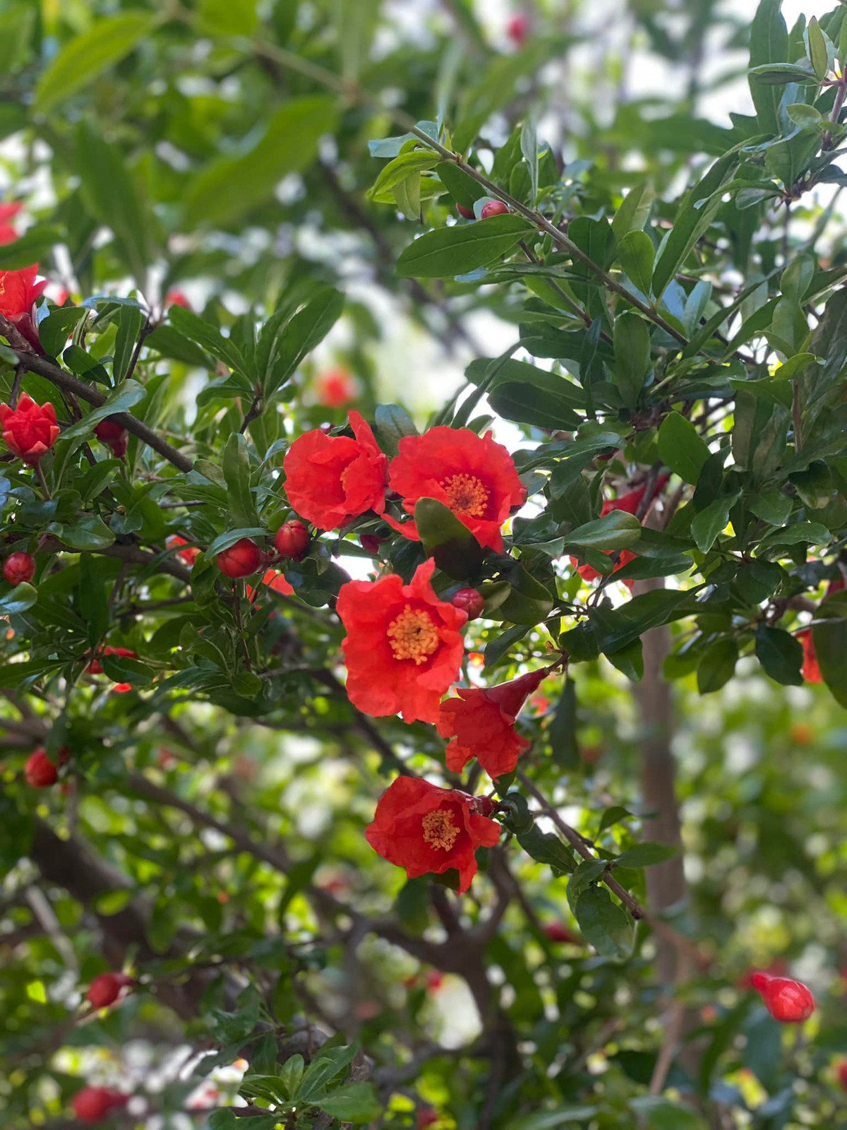 Các loại hoa thay phiên khoe sắc quanh năm.