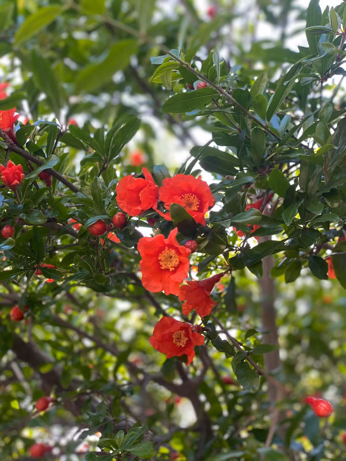 Các loại hoa thay phiên khoe sắc quanh năm.