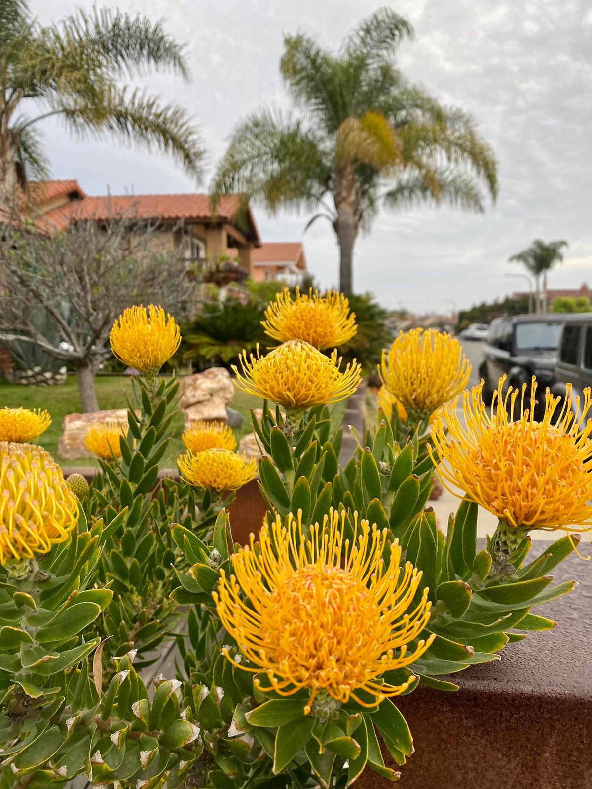 Ngoài ra, khu vườn trong nhà Dương Mỹ Linh còn có nhiều loại hoa khác nhau.