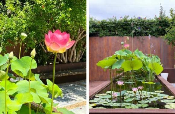 Giữa sân vườn là một hồ nhỏ nuôi cá, trồng hoa sen hoa súng.