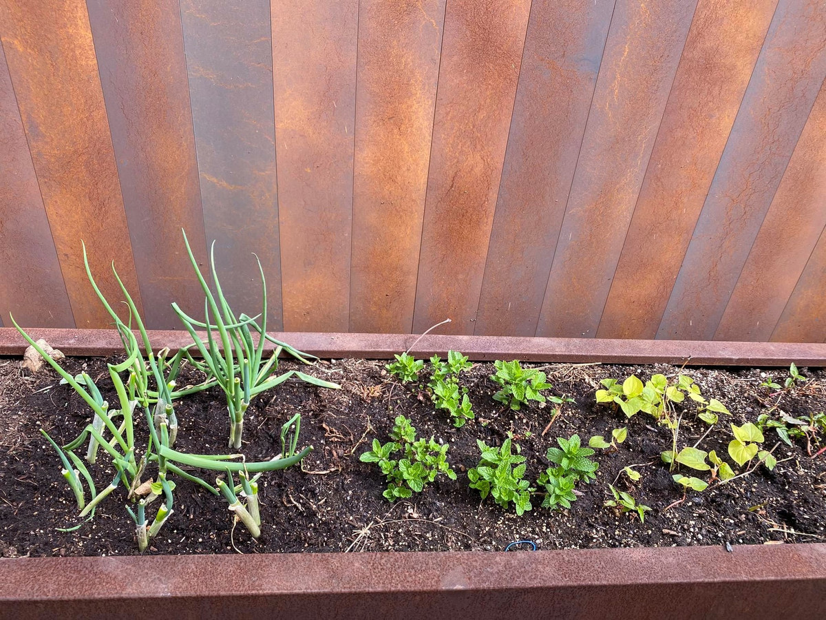 Rau bí, hành, rau diếp... phục vụ bữa ăn hàng ngày của gia đình