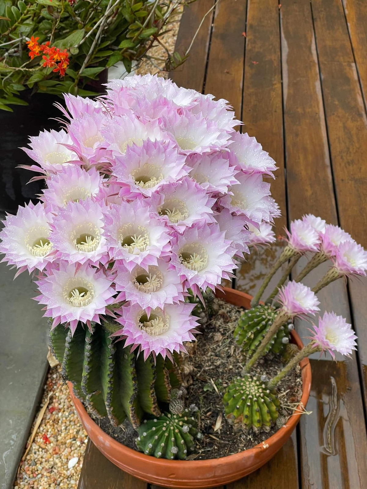 Một số loại hoa khác trong vườn. Nguồn ảnh: FBNV