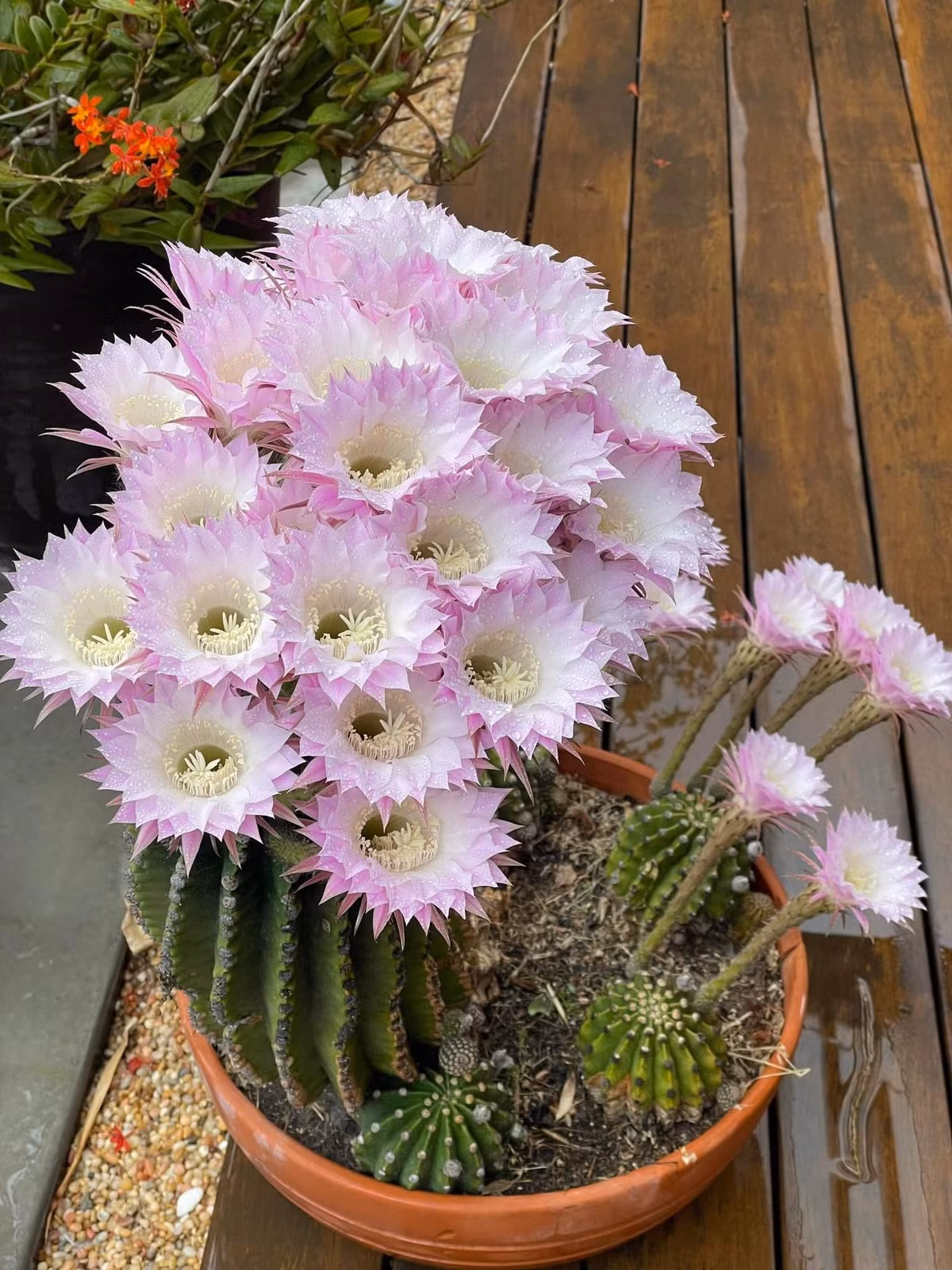 Một số loại hoa khác trong vườn. Nguồn ảnh: FBNV