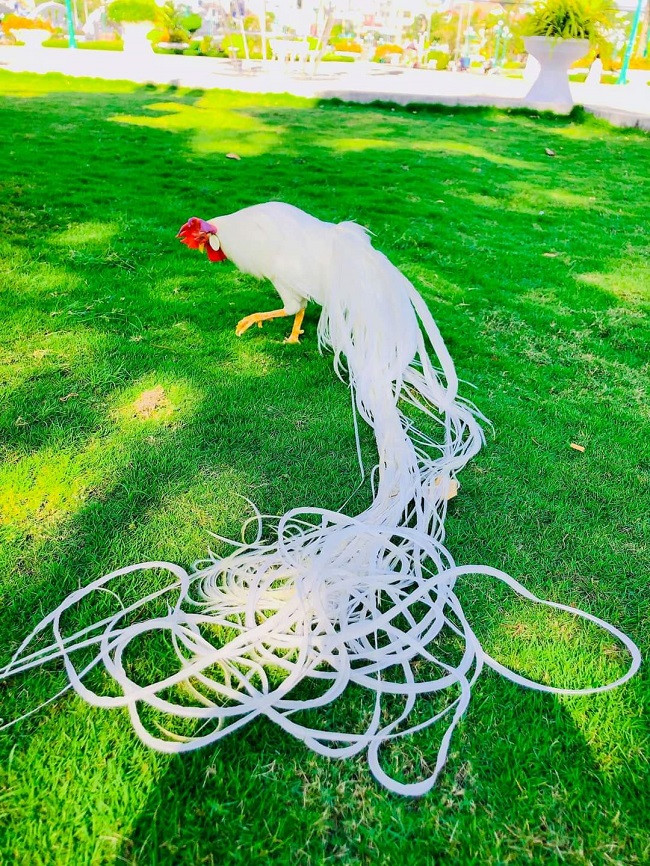 Trong khi đó, những chú gà đuôi dài cả chục mét giá lên tới cả trăm triệu đồng. Ảnh: Dân Việt