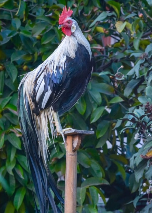 Ngay khi du nhập vào Việt Nam, gà Onagadori đã tạo cơn sốt, được nhiều người lùng mua bởi bộ lông đẹp mắt. Ảnh: Chicken Coop