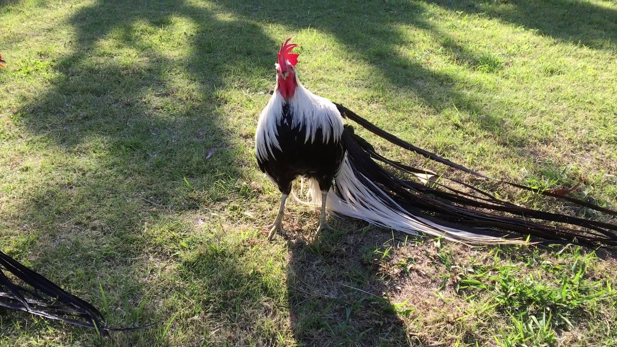 Gà trống Onagadori trưởng thành đạt trọng lượng từ 2 - 3kg, còn gà mái xấp xỉ khoảng 2 kg. Ảnh: ChickenMag