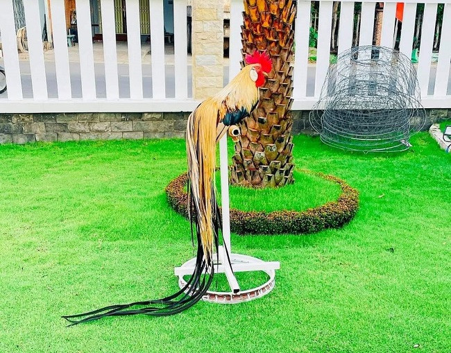 Nhờ đó, phần đuôi của gà Onagadori dài bất thường, có thể hơn 10 mét thường được dùng làm cảnh hoặc tham gia trưng bày các triển lãm, cuộc thi nổi tiếng về gà. Ảnh: Dân Việt
