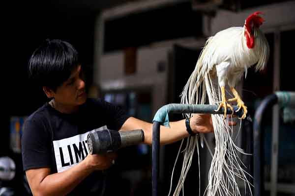 Tuy nhiên, giới chơi gà kiểng Việt xem gà Onagadori như loại gà quý tộc vì giá từ hàng chục triệu đồng cho đến cả trăm triệu đồng/con. Ảnh: Duyendangvietnam