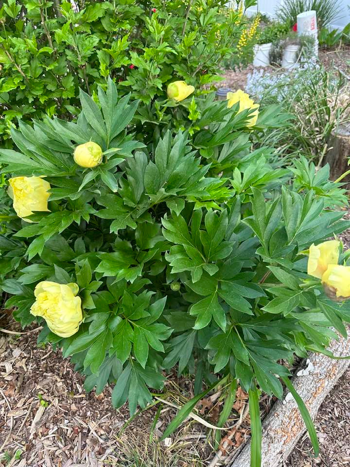 Trong vườn nhà bà Liên Phạm có nhiều hoa cỏ xinh xắn. Ảnh: FBNV