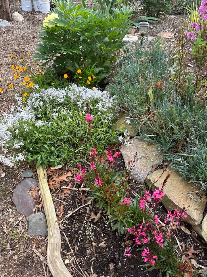 Bà Liên Phạm cho biết, thích nhất là mùa xuân và hè cứ ra vườn hái hoa vào cắm. Ảnh: FBNV